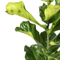 Ficus Lyrata - Fiddle Leaf Fig -Outlet The Ever Sprout Store Ficus lyrata Fiddle Leaf Fig SWTACH 2