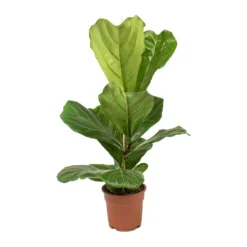Ficus Lyrata - Fiddle Leaf Fig -Outlet The Ever Sprout Store Ficus lyrata Fiddle Leaf Fig Small Single Stem