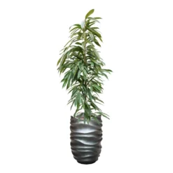 Ficus Amstel King - HydroCare -Outlet The Ever Sprout Store FicusAmstelKing Hydroculture GradientLeePartnerPlanter MattGrey