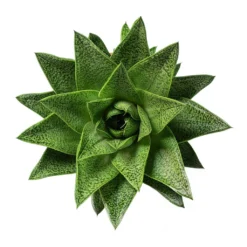 Gasteria D Tiga - Ox Tongue -Outlet The Ever Sprout Store Gasteria D Tiga Ox Tongue 10.5cm Above