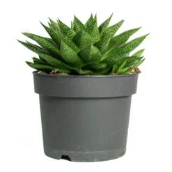 Gasteria D Tiga - Ox Tongue -Outlet The Ever Sprout Store Gasteria D Tiga Ox Tongue 17cm