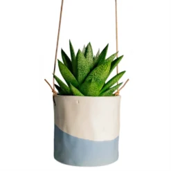 Gasteria D Tiga - Ox Tongue -Outlet The Ever Sprout Store Gasteria D Tiga Ox Tongue Houseplant 10.5x15cm Plant Pot Dip Hanging 12x12cm