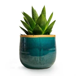 Gasteria D Tiga - Ox Tongue -Outlet The Ever Sprout Store Gasteria D Tiga Ox Tongue Houseplant 10.5x15cm Plant Pot Iris Turquoise 14x12cm