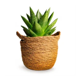 Gasteria D Tiga - Ox Tongue -Outlet The Ever Sprout Store Gasteria D Tiga Ox Tongue Houseplant 10.5x15cm Plant Pot Nelis Basket Camel 13x12cm 190c71a9 3139 431a 8578 cc7c7ea90f00