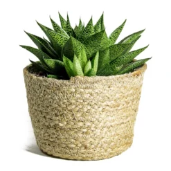 Gasteria D Tiga - Ox Tongue -Outlet The Ever Sprout Store Gasteria D Tiga Ox Tongue Maartje Plant Baskets Set of 5 Jute