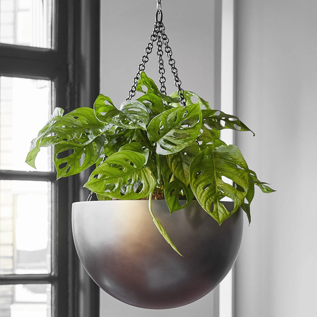 Gradient Hanging Plant Bowl - Matt Coffee 3 Gradient Hanging Plant Bowl - Matt Coffee - Image 3