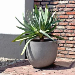 Grigio New Egg Pot Planter - Natural Concrete 9 Grigio New Egg Pot Planter - Natural Concrete -Outlet The Ever Sprout Store Grigio New Egg Pot Planter Natural Concrete 2