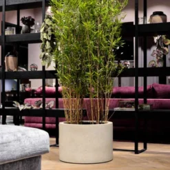 Grigio Cylinder Planter - Antique White Concrete -Outlet The Ever Sprout Store GrigioCylinderPlanter AntiqueWhiteConcrete 1