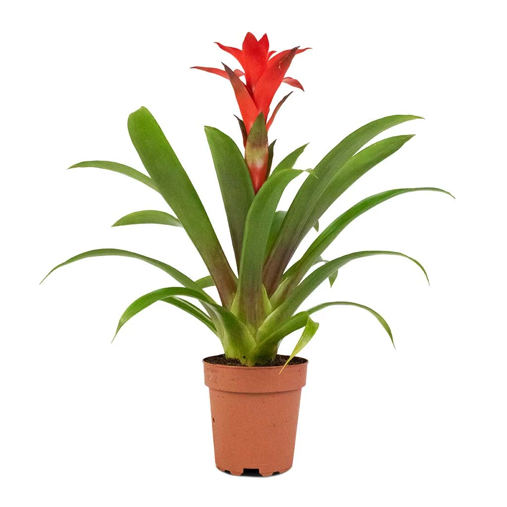Guzmania Calypso - Starlight Red Bromeliad 3 Guzmania Calypso - Starlight Red Bromeliad - Image 3