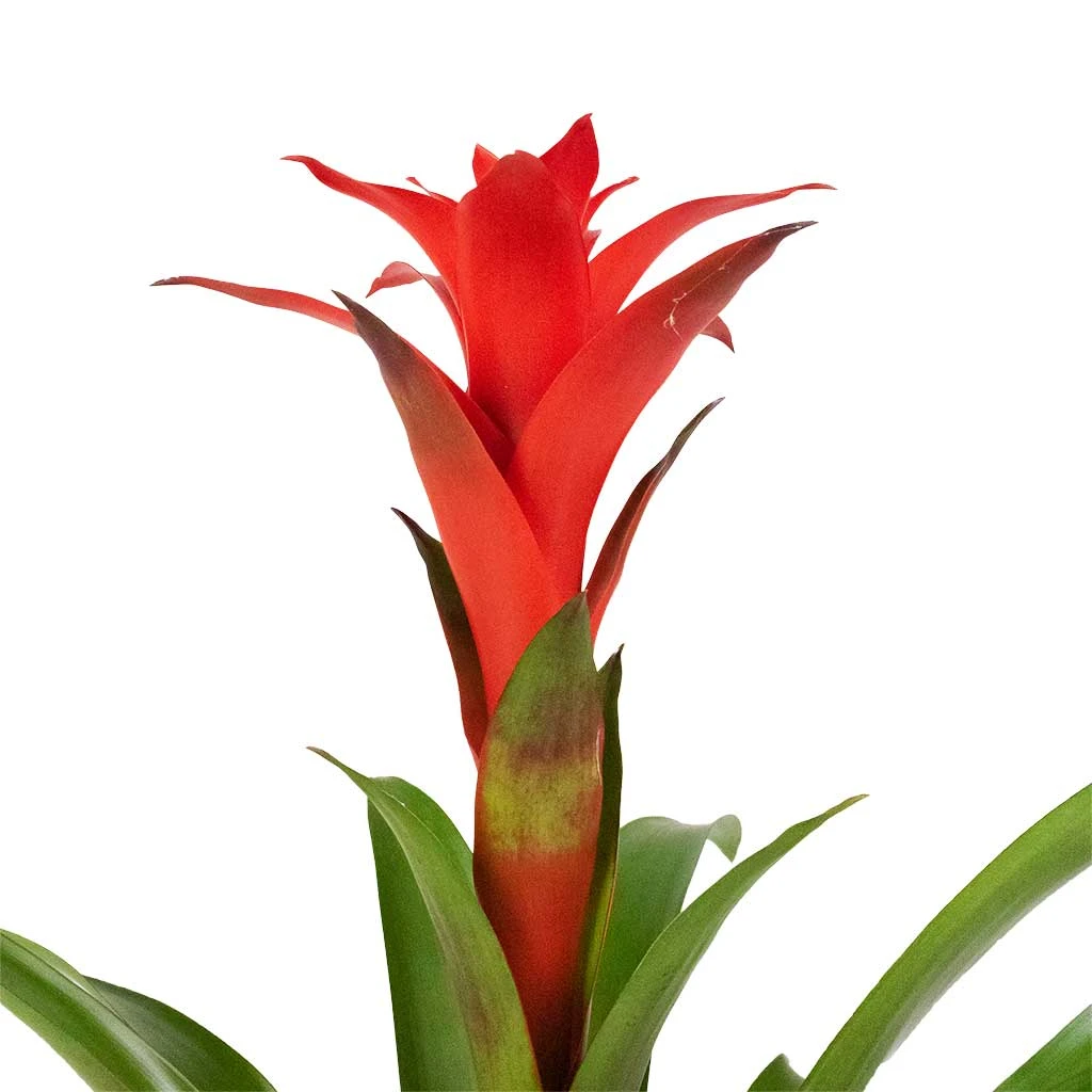 Guzmania Calypso - Starlight Red Bromeliad 5 Guzmania Calypso - Starlight Red Bromeliad - Image 5