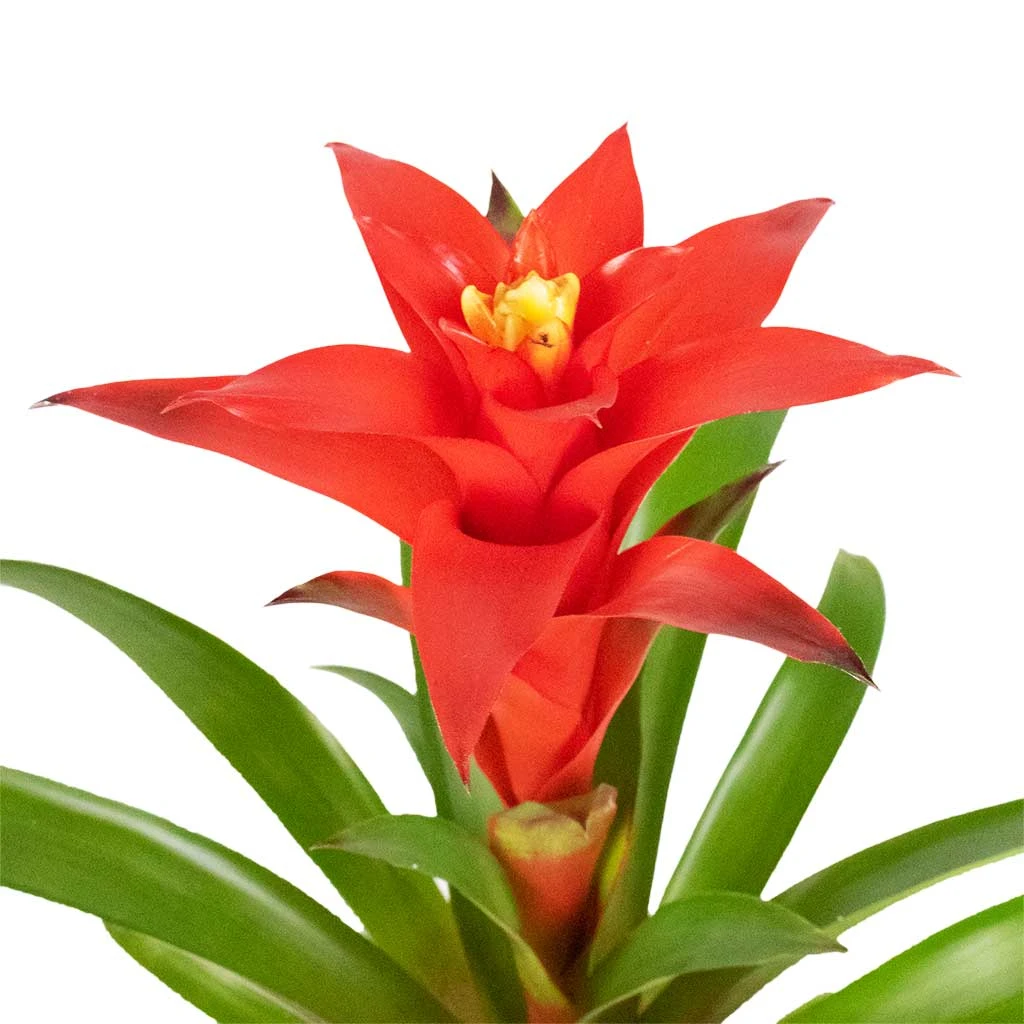 Guzmania Calypso - Starlight Red Bromeliad 2 Guzmania Calypso - Starlight Red Bromeliad - Image 2
