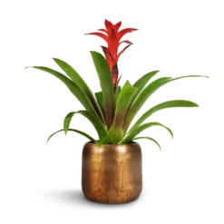 Guzmania Calypso - Starlight Red Bromeliad 10 Guzmania Calypso - Starlight Red Bromeliad -Outlet The Ever Sprout Store Guzmania Calypso Starlight Red Bromeliad 12x45cm Arwin Metal Plant Pots Set4 Old Camel 1