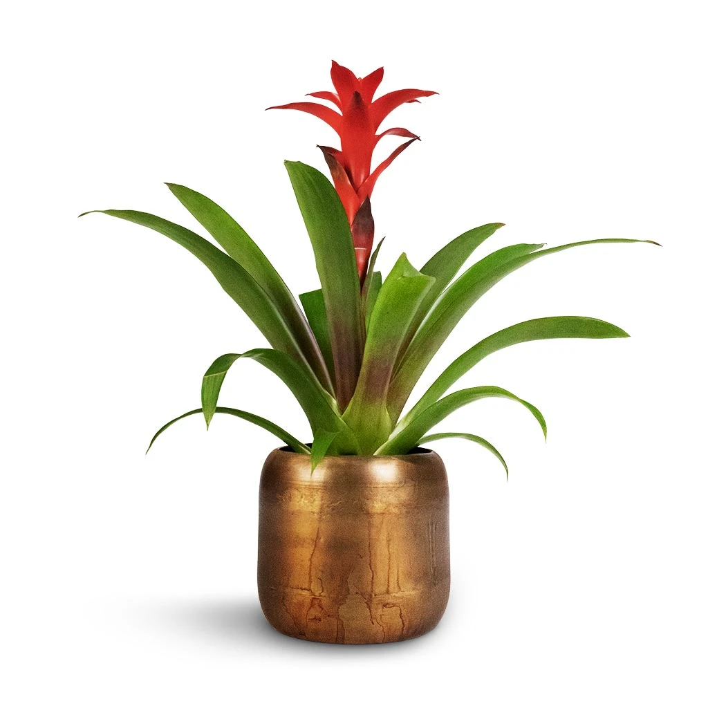 Guzmania Calypso - Starlight Red Bromeliad 4 Guzmania Calypso - Starlight Red Bromeliad - Image 4