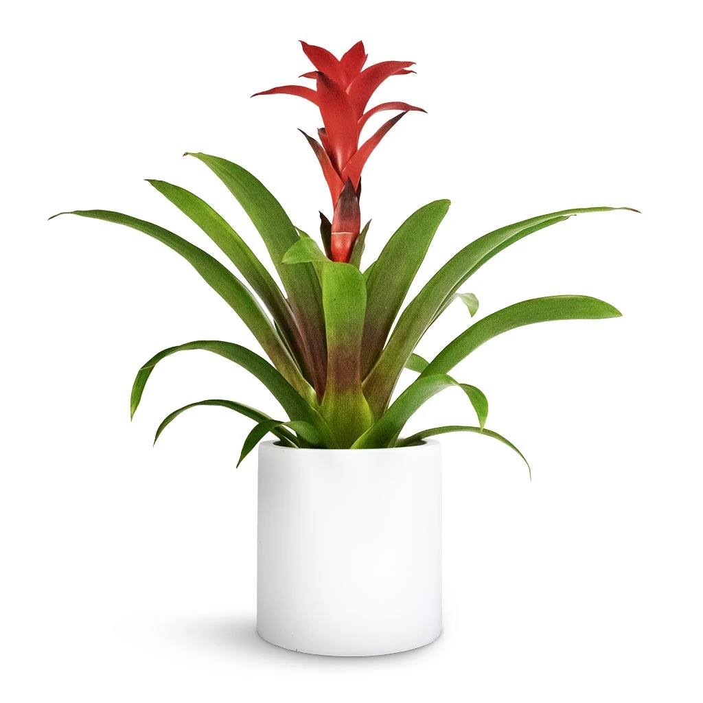 Guzmania Calypso - Starlight Red Bromeliad 6 Guzmania Calypso - Starlight Red Bromeliad - Image 6