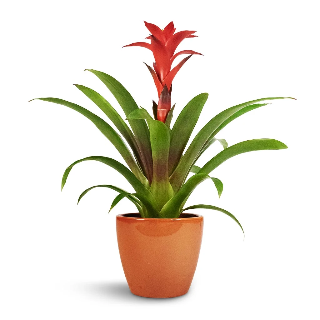 Guzmania Calypso - Starlight Red Bromeliad 1 Guzmania Calypso - Starlight Red Bromeliad