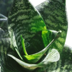 Sansevieria Trifasciata Hahnii - Birds Nest Snake Plant -Outlet The Ever Sprout Store Hahnii2