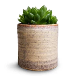 Hera Plant Pot - Ivory -Outlet The Ever Sprout Store Haworthia cooperi 10.5x16cm Hera Plant Pot Ivory 13x14cm 233710a2 583e 4bf2 b8e1 46f9d14a571b
