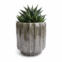 Lugano Scalloped Plant Pot - Green 12 Lugano Scalloped Plant Pot - Green -Outlet The Ever Sprout Store Haworthiopsis limifolia Fairy Washboard 10.5x15cm Lugano Scalloped Plant Pot Green 13x13cm