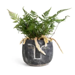 Humata Tyermannii - White Rabbit's Foot Fern 12 Humata Tyermannii - White Rabbit's Foot Fern -Outlet The Ever Sprout Store Head Plant Pot Anthracite 16x13cm Humata tyermannii White Rabbit s Foot Fern 12x20cm 760d7229 8da0 4171 9d4d 2342f4be7e51