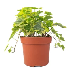 Hedera Helix Golden Kolibri - English Ivy 8 Hedera Helix Golden Kolibri - English Ivy -Outlet The Ever Sprout Store Hedera helix Golden Kolibri English Ivy 13x20cm