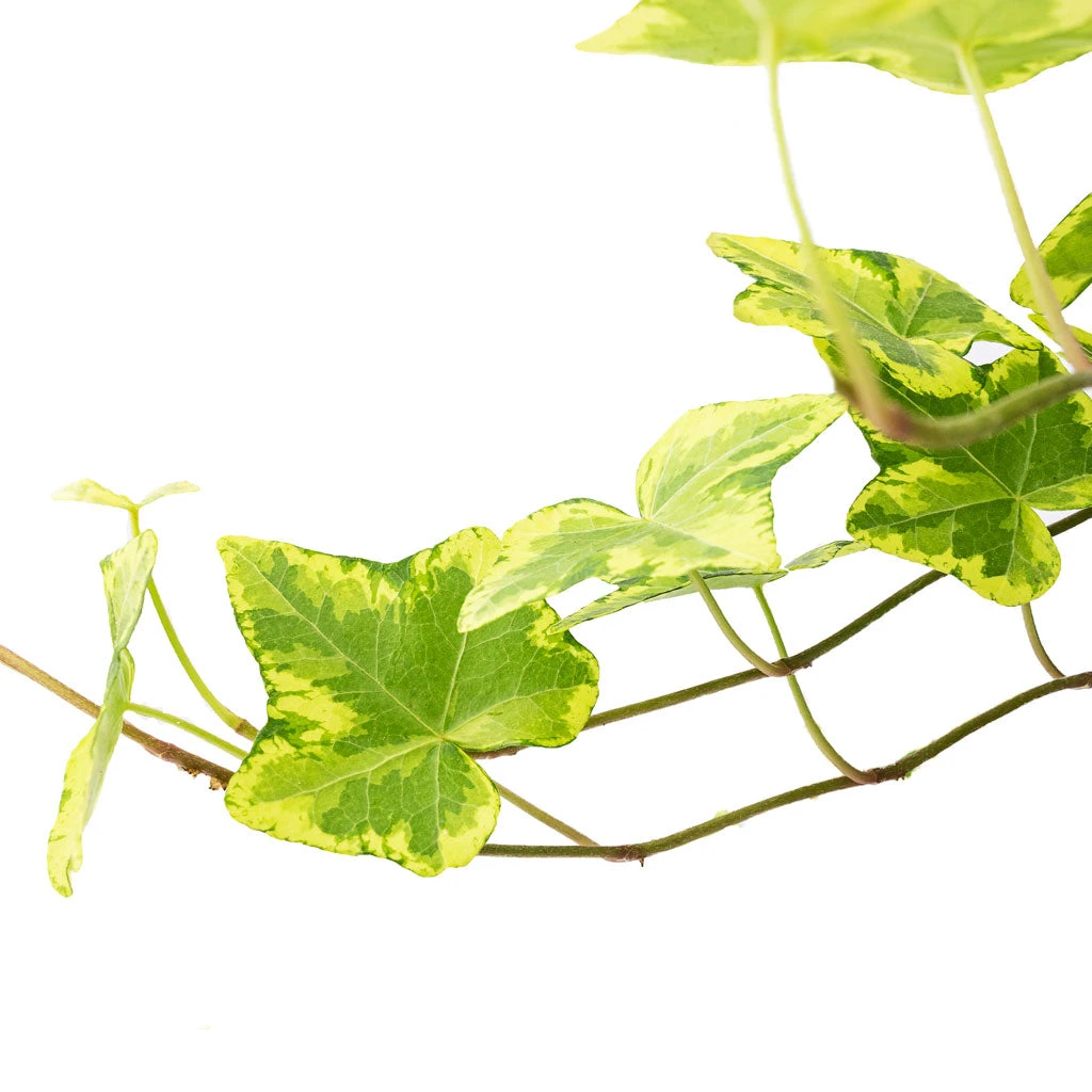 Hedera Helix Golden Kolibri - English Ivy 2 Hedera Helix Golden Kolibri - English Ivy - Image 2