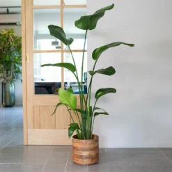 Helle Plant Pot - Natural -Outlet The Ever Sprout Store Helle Natural 1