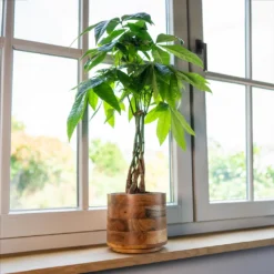 Helle Plant Pot - Natural -Outlet The Ever Sprout Store Helle Natural 3