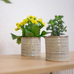 Hera Plant Pot - Ivory -Outlet The Ever Sprout Store HeraPlantPot 3
