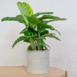 Hera Plant Pot - Ivory -Outlet The Ever Sprout Store HeraPlantPot 5