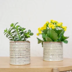 Hera Plant Pot - Ivory -Outlet The Ever Sprout Store HeraPlantPot 6