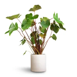 Max Refined Planter - Natural White -Outlet The Ever Sprout Store Homalomena rubescens Maggy Shield Plant 24x70cm Max Refined Planter Natural White 1 54ee5a56 ac83 4a9a 9f01 8725b4545e36