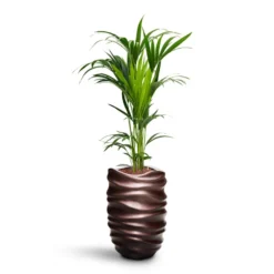 Gradient Lee Partner Planter - Matt Coffee 11 Gradient Lee Partner Planter - Matt Coffee -Outlet The Ever Sprout Store Howea Kentia Palm HydroCare Gradient Lee Partner Planter Matt Coffee 44a85ad2 0862 42b7 ab0a 74950eeb02f4