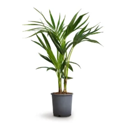 Howea Forsteriana - Kentia Palm -Outlet The Ever Sprout Store Howea forsteriana Kentia Palm 17x70cm
