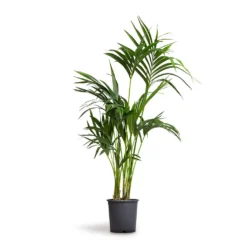 Howea Forsteriana - Kentia Palm -Outlet The Ever Sprout Store Howea forsteriana Kentia Palm 21x100cm