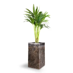 Howea Forsteriana - Kentia Palm -Outlet The Ever Sprout Store Howea forsteriana Kentia Palm 21x100cm Luxe Lite Layer Square Planter Bronze 27x27x50cm 1 932ca657 2631 4f07 a10f 66b9f355ce06