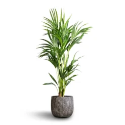 Howea Forsteriana - Kentia Palm -Outlet The Ever Sprout Store Howea forsteriana Kentia Palm 24x130cm Feico Plant Pot Metal Black 30x26cm 6f6c0580 98b6 42cc af70 361761182d90