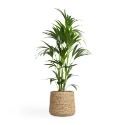 Howea Forsteriana - Kentia Palm -Outlet The Ever Sprout Store Howea forsteriana Kentia Palm 24x130cm Patt Plant Pot Straw Grass 35x30cm