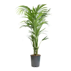 Howea Forsteriana - Kentia Palm -Outlet The Ever Sprout Store Howea forsteriana Kentia Palm 24x140cm