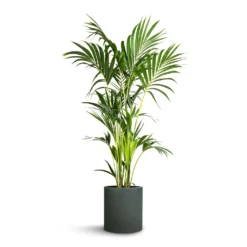 Howea Forsteriana - Kentia Palm -Outlet The Ever Sprout Store Howea forsteriana Kentia Palm 24x140cm Max Refined Planter Pine Green 29x29.5cm