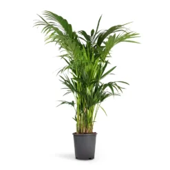 Howea Forsteriana - Kentia Palm -Outlet The Ever Sprout Store Howea forsteriana Kentia Palm 27x150cm