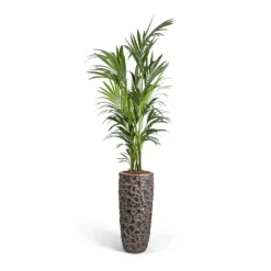 Luxe Lite Moon Partner Planter - Bronze 13 Luxe Lite Moon Partner Planter - Bronze -Outlet The Ever Sprout Store Howea forsteriana Kentia Palm 27x170cm Luxe Lite Moon Partner Planter Bronze 33x70cm