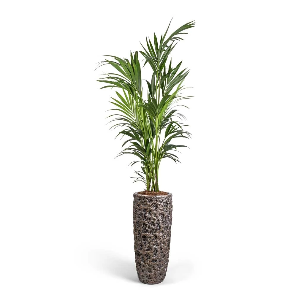 Luxe Lite Moon Partner Planter - Bronze 4 Luxe Lite Moon Partner Planter - Bronze - Image 4
