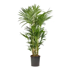 Howea Forsteriana - Kentia Palm -Outlet The Ever Sprout Store Howea forsteriana Kentia Palm 32x160cm d53efb47 23d5 4288 945d 582abb708a4d