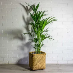Howea Forsteriana - Kentia Palm -Outlet The Ever Sprout Store Howea forsteriana Kentia Palm Kobe Bamboo Planter