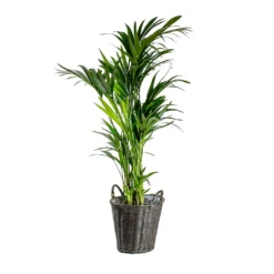 Nanna Wikr Plant Basket - Dark Brown -Outlet The Ever Sprout Store Howea forsteriana Kentia Palm Nanna Wikr Plant Basket dark brown d92ed21a 0c8b 4ebc a04d 94c0555e7386