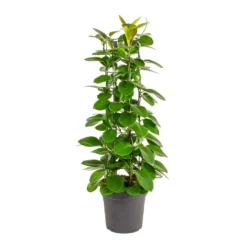 Hoya Australis - Common Wax Flower - Column 14 Hoya Australis - Common Wax Flower - Column -Outlet The Ever Sprout Store Hoya australis Common Wax Flower Column Small