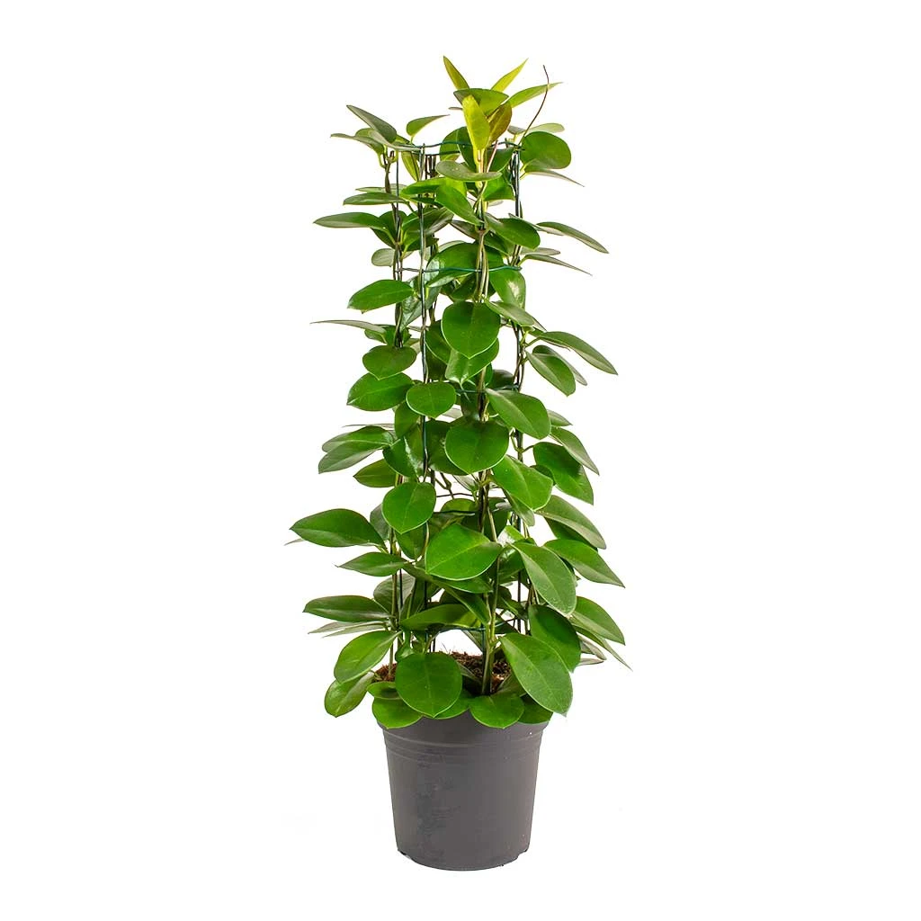 Hoya Australis - Common Wax Flower - Column 7 Hoya Australis - Common Wax Flower - Column - Image 7