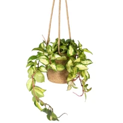 Hoya Carnosa Tricolor - Wax Plant -Outlet The Ever Sprout Store Hoya carnosa Tricolor Wax Plant 12x20cm Igmar Hanging Plant Basket Natural 17x14cm