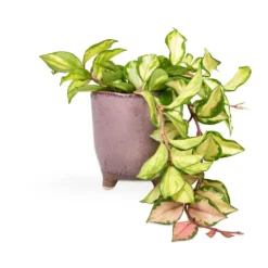 Hoya Carnosa Tricolor - Wax Plant -Outlet The Ever Sprout Store Hoya carnosa Tricolor Wax Plant 12x20cm Kaat Plant Pot Old Pink 13x14cm