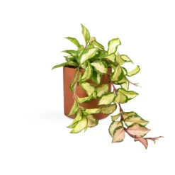 Hoya Carnosa Tricolor - Wax Plant -Outlet The Ever Sprout Store Hoya carnosa Tricolor Wax Plant 12x20cm Puk Refined Planter Canyon Orange 15x15cm